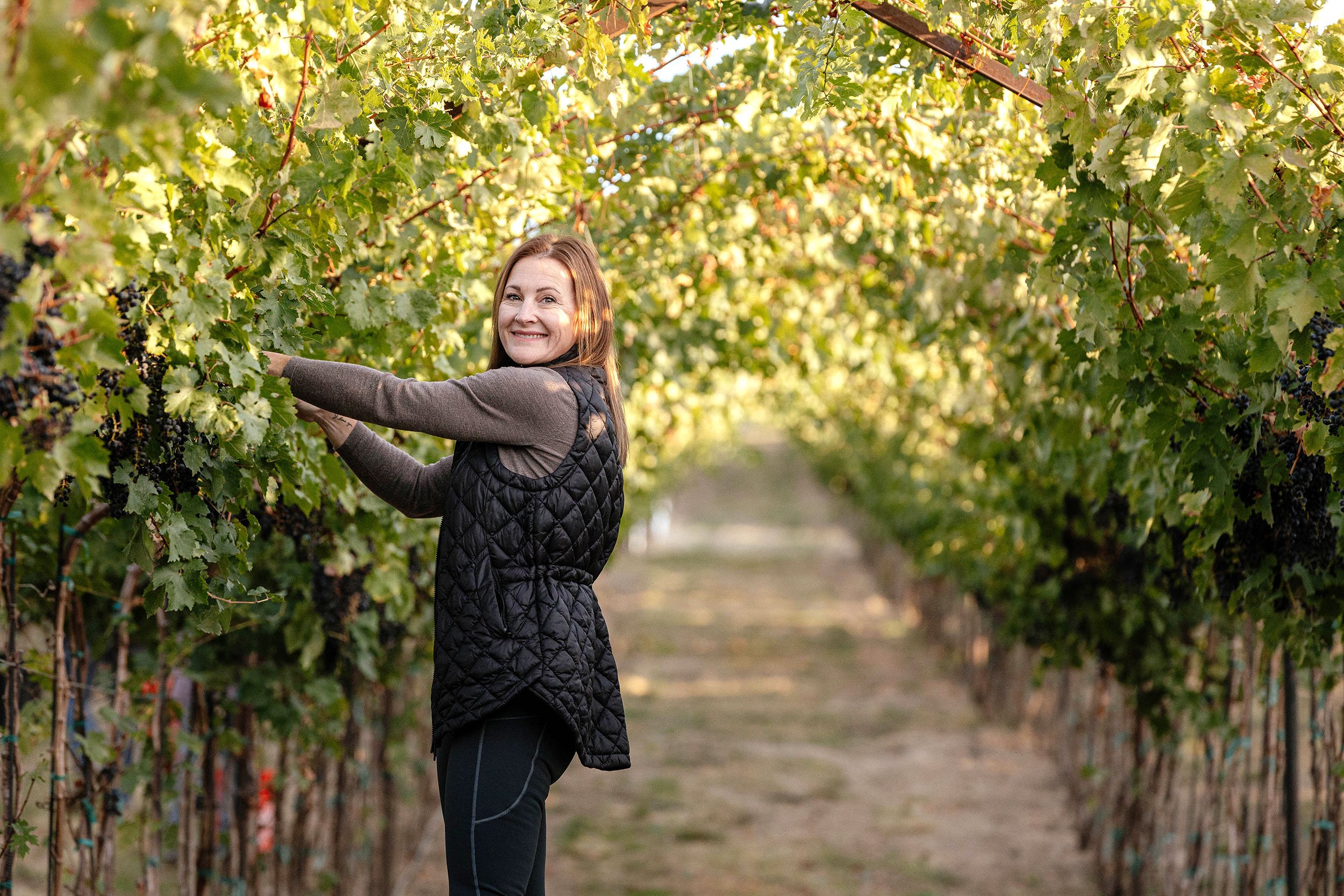 Woman hand-harvesting estate-grown grapes at Kustlijn Cellars in Eagle Foothills AVA, Idaho