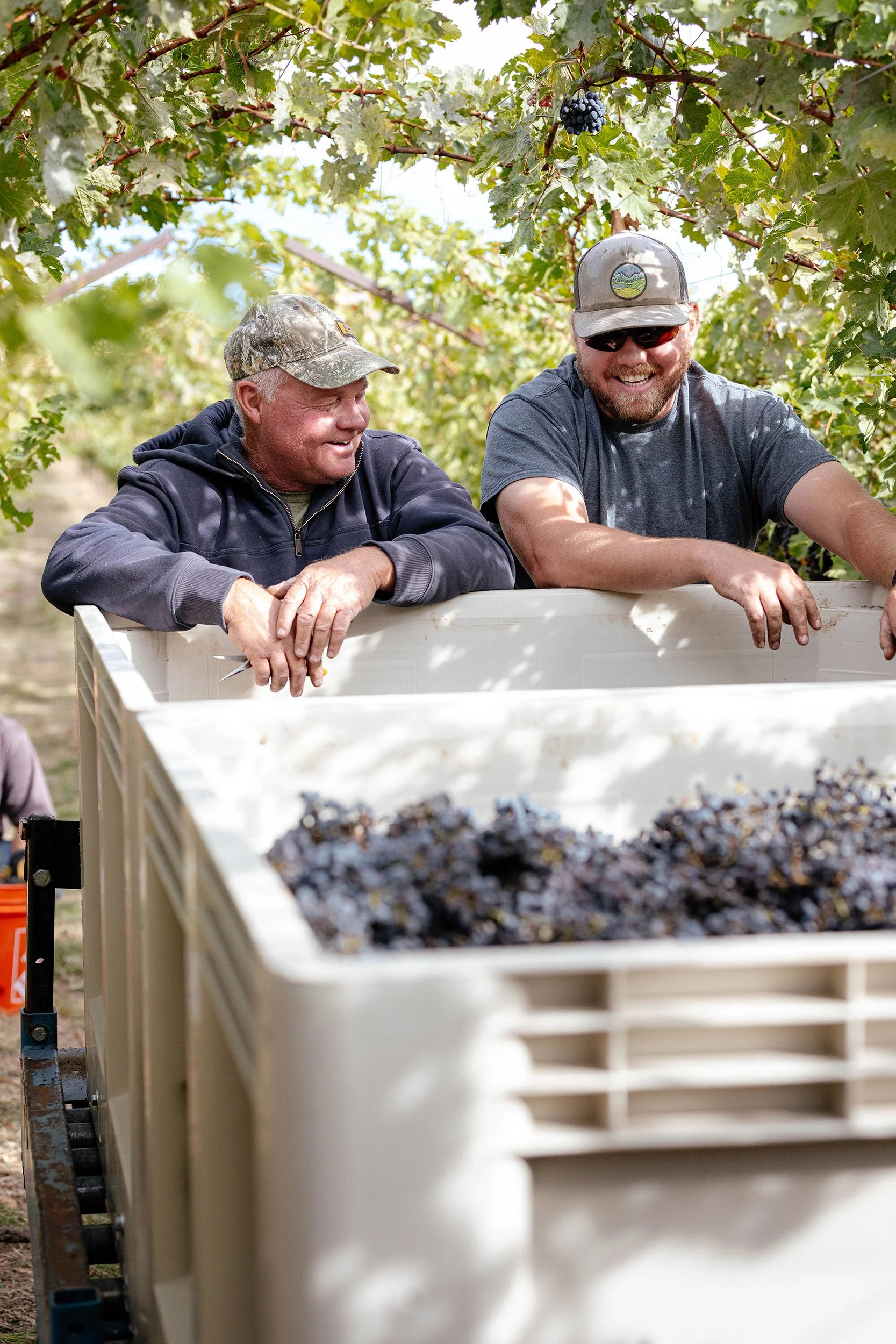 Two men harvest estate-grown grapes at Kustlijn Cellars in Idaho’s Eagle Foothills AVA