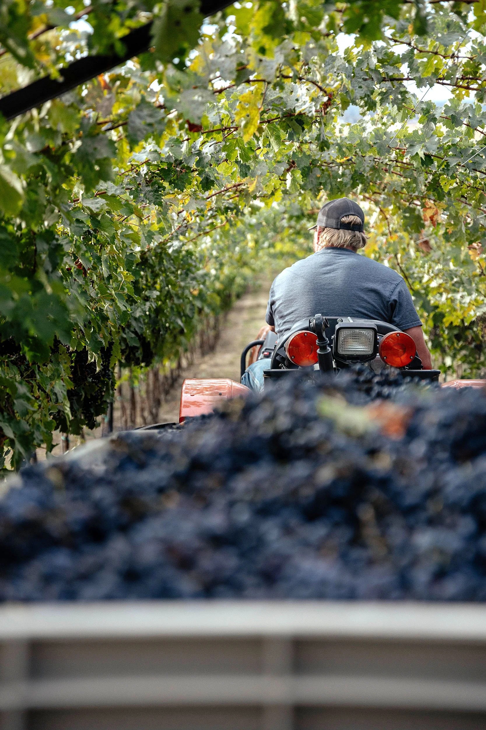 Tractor working through estate vineyard rows at Kustlijn Cellars in Idaho’s Eagle Foothills AVA
