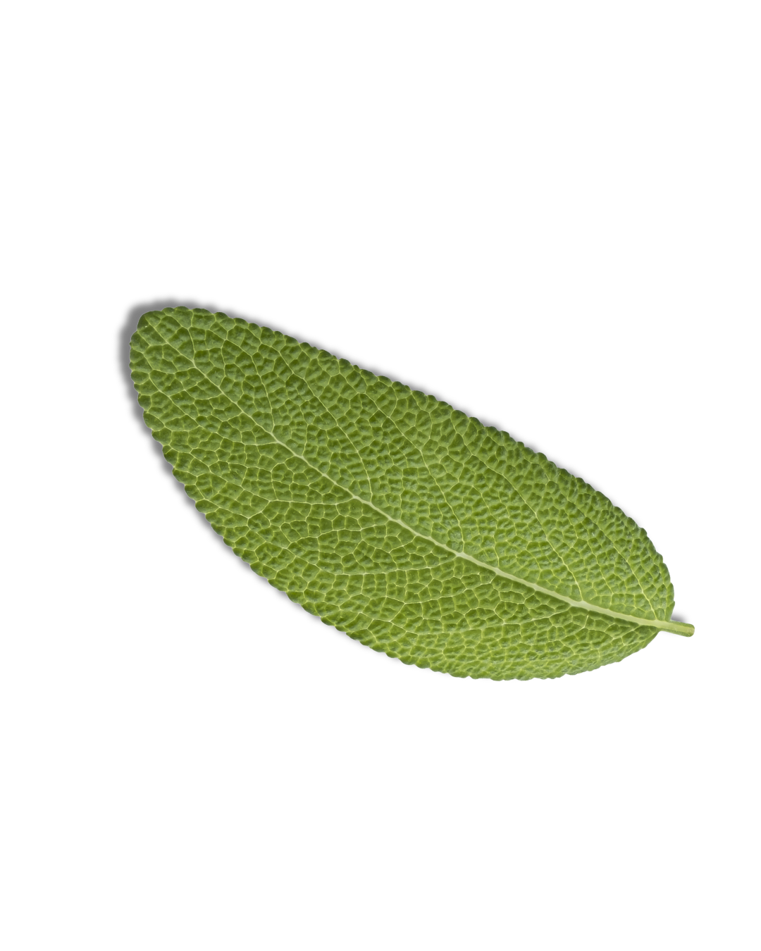Single green sage leaf with textured surface and prominent central vein, isolated on black background.
