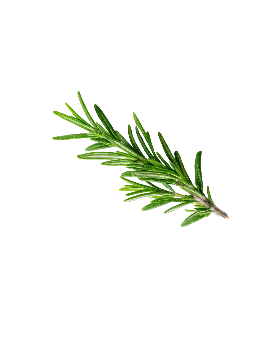Fresh sprig of rosemary herb with green, needle-like leaves.