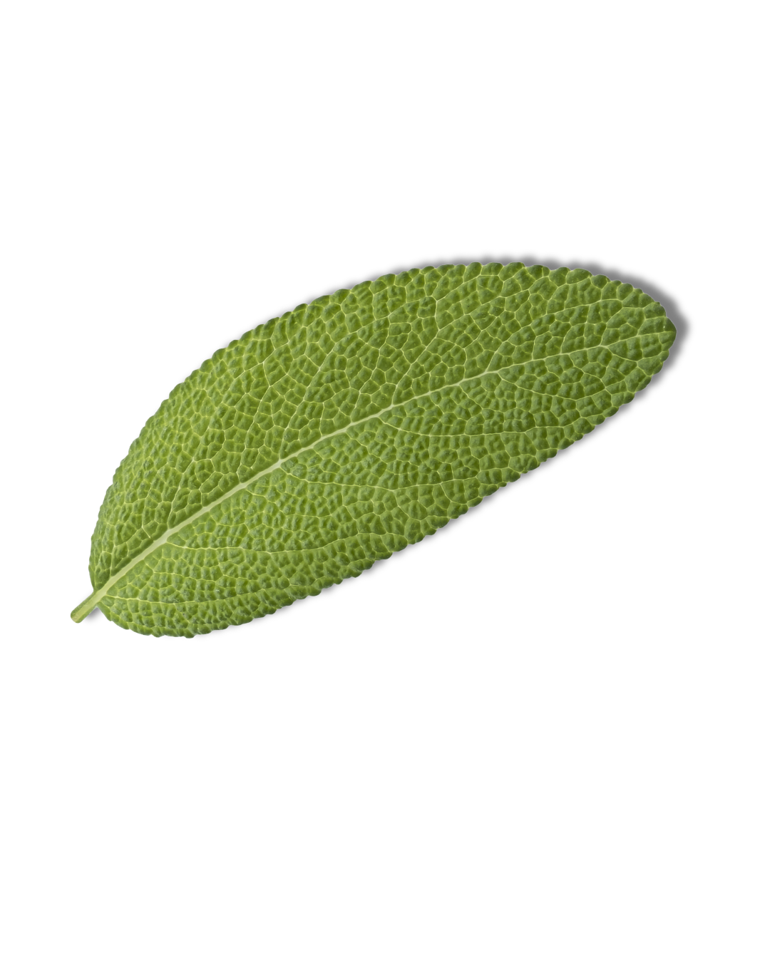 A single green sage leaf with textured surface on white background.