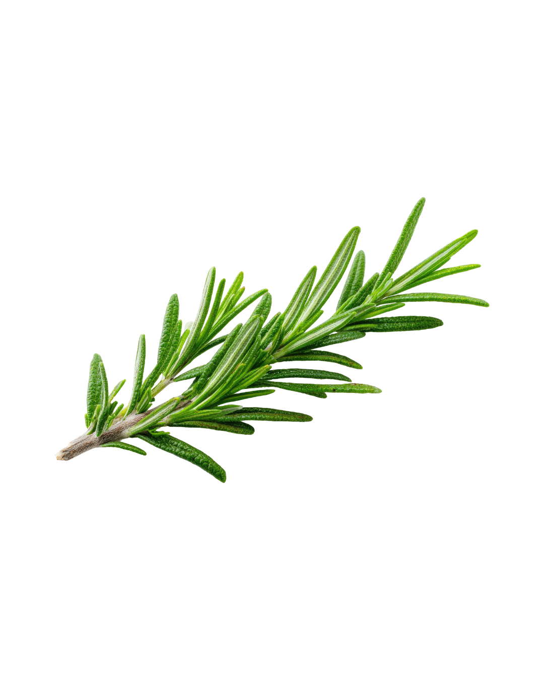 Fresh sprig of rosemary herb on black background.