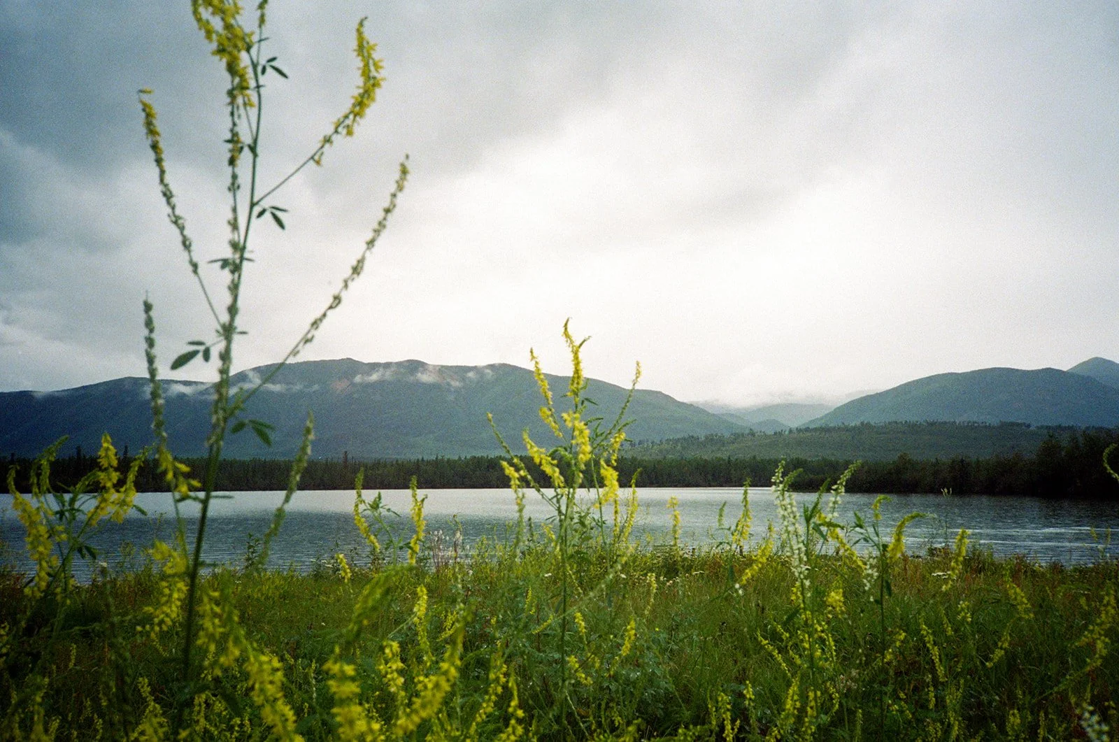 A landscape photo of a lake with mountains in the background, green foliage and yellow wildflowers in the foreground, and an overcast sky.