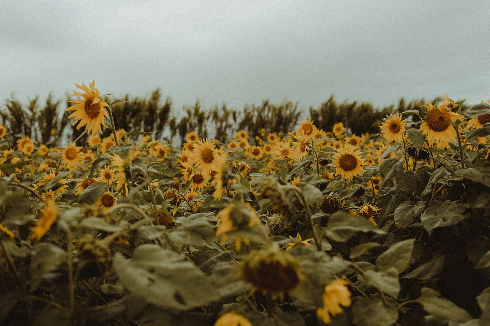 A field of blooming sunflowers with dark green leaves under a cloudy sky.