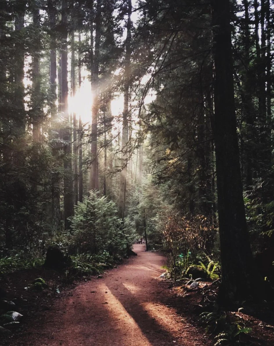 A dirt trail winds through a dense forest with tall trees, some sunlight filtering through the branches, casting shadows on the ground.