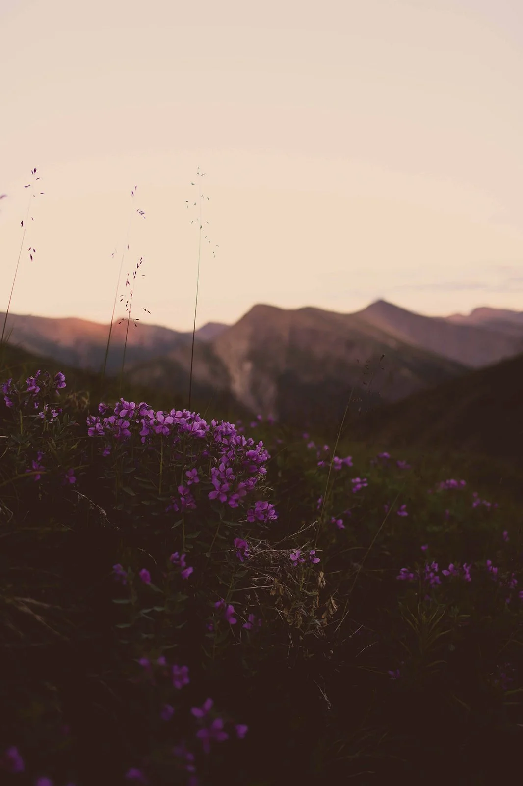 Wildflowers in purple bloom in front of a mountainous landscape at sunset.