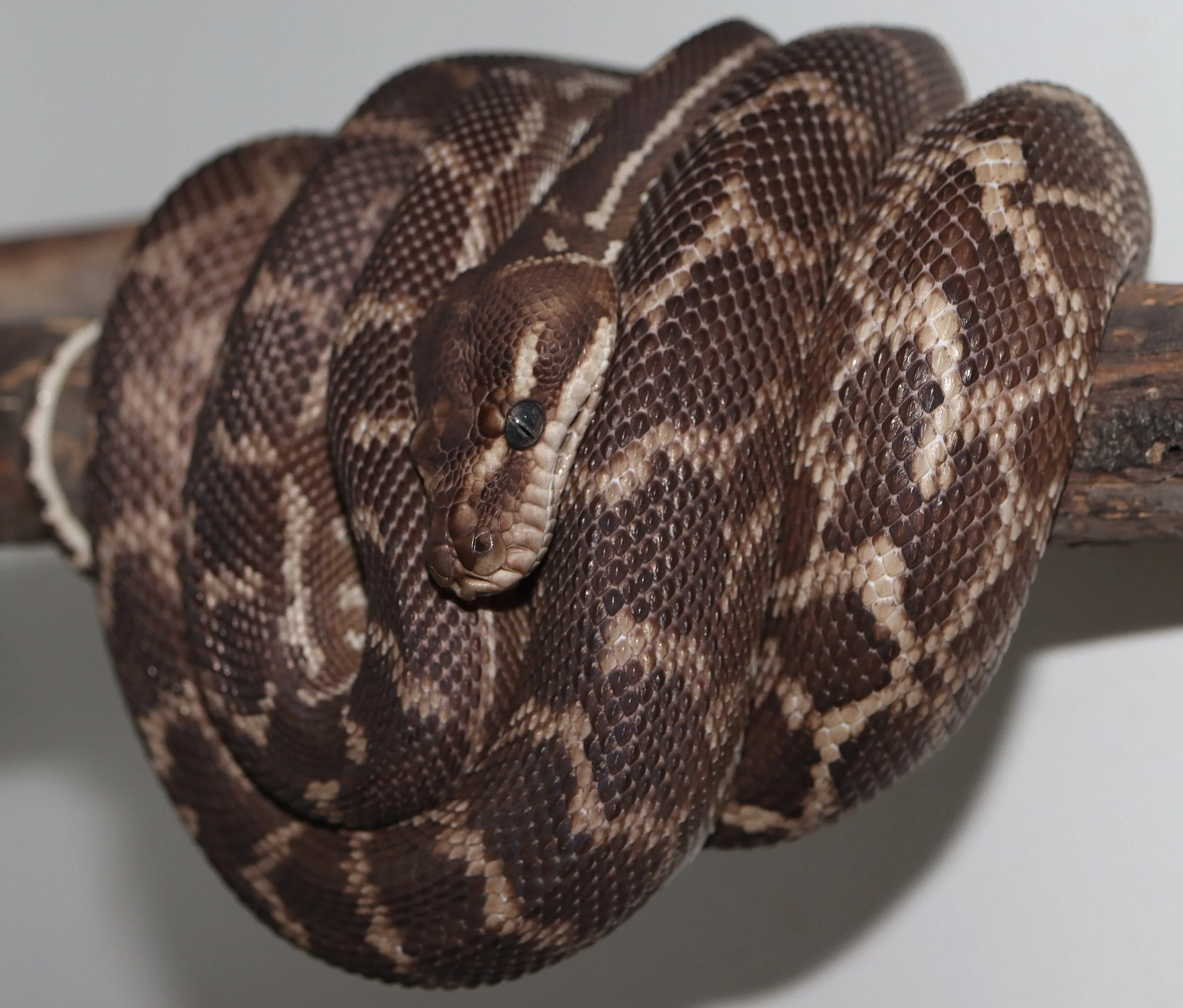Saw Scaled Python Rough Scaled Python — Molecular Reptile