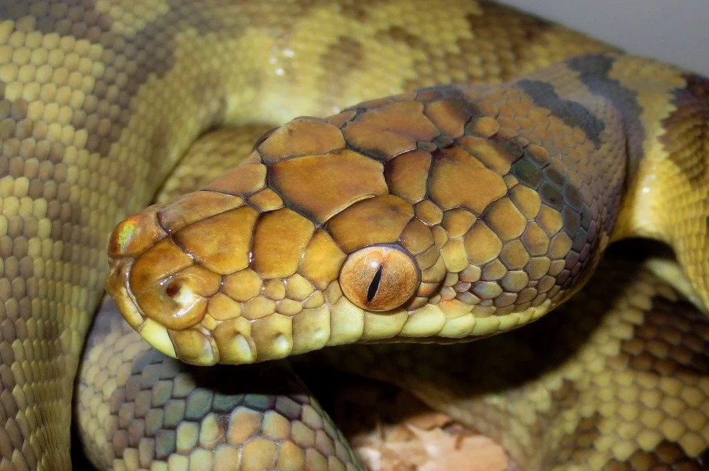 Halmahera Island Python — Molecular Reptile