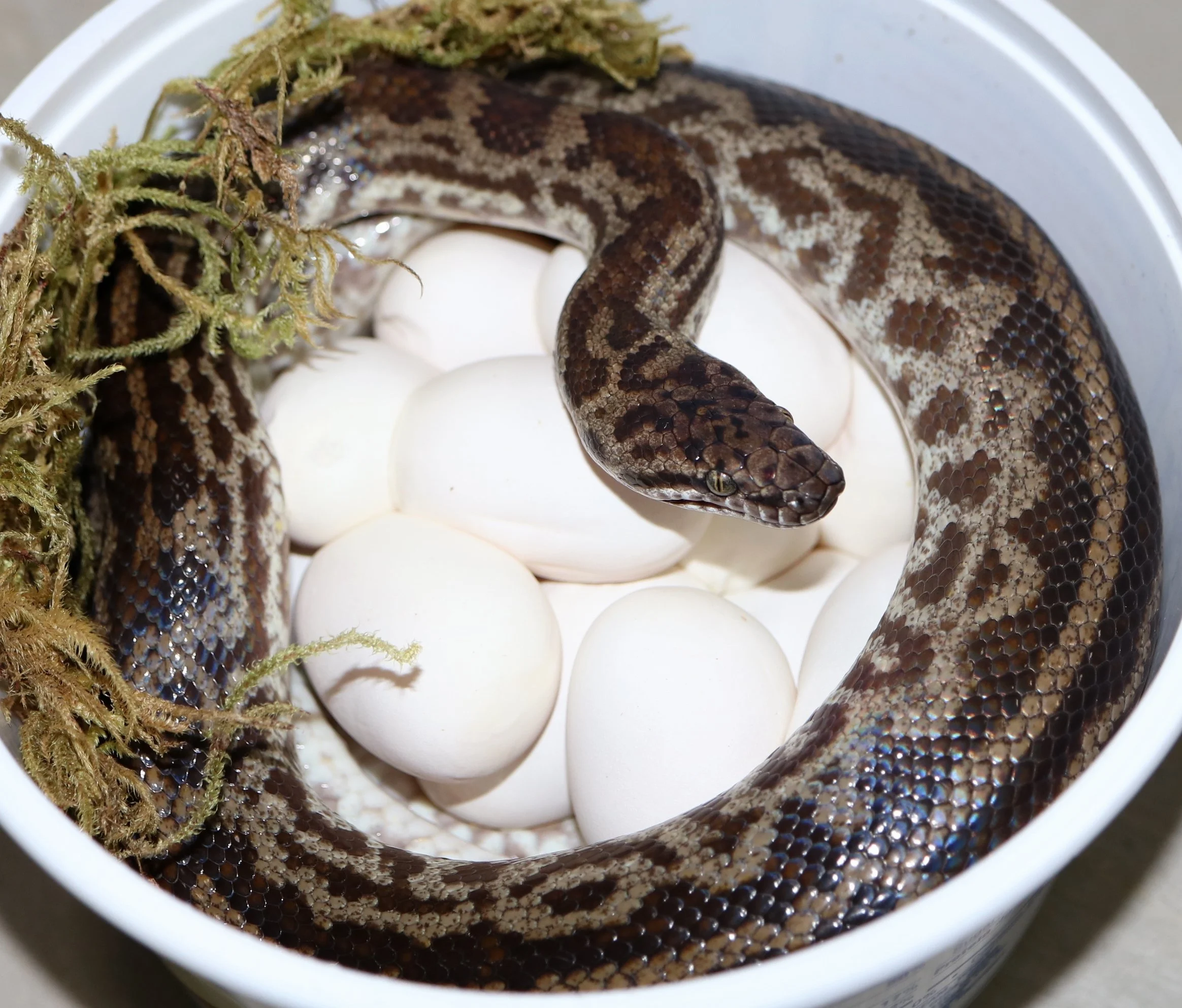 Common Spotted Python Spotted Python — Molecular Reptile