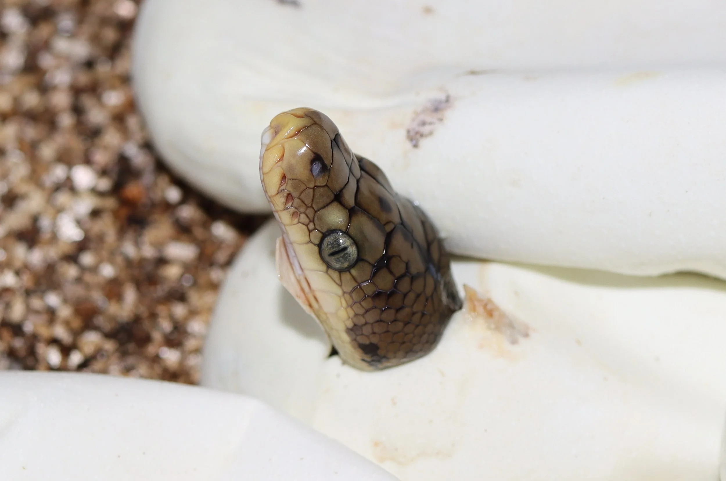 Archive Collection — Molecular Reptile