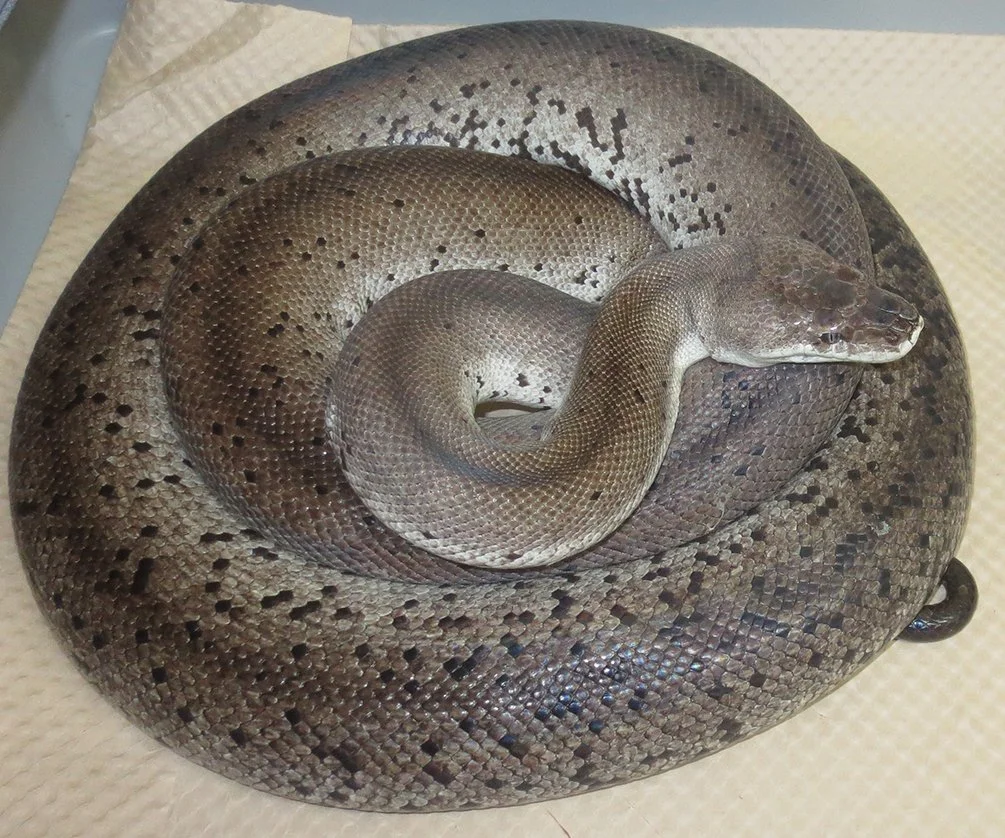 Wetar Island Python — Molecular Reptile