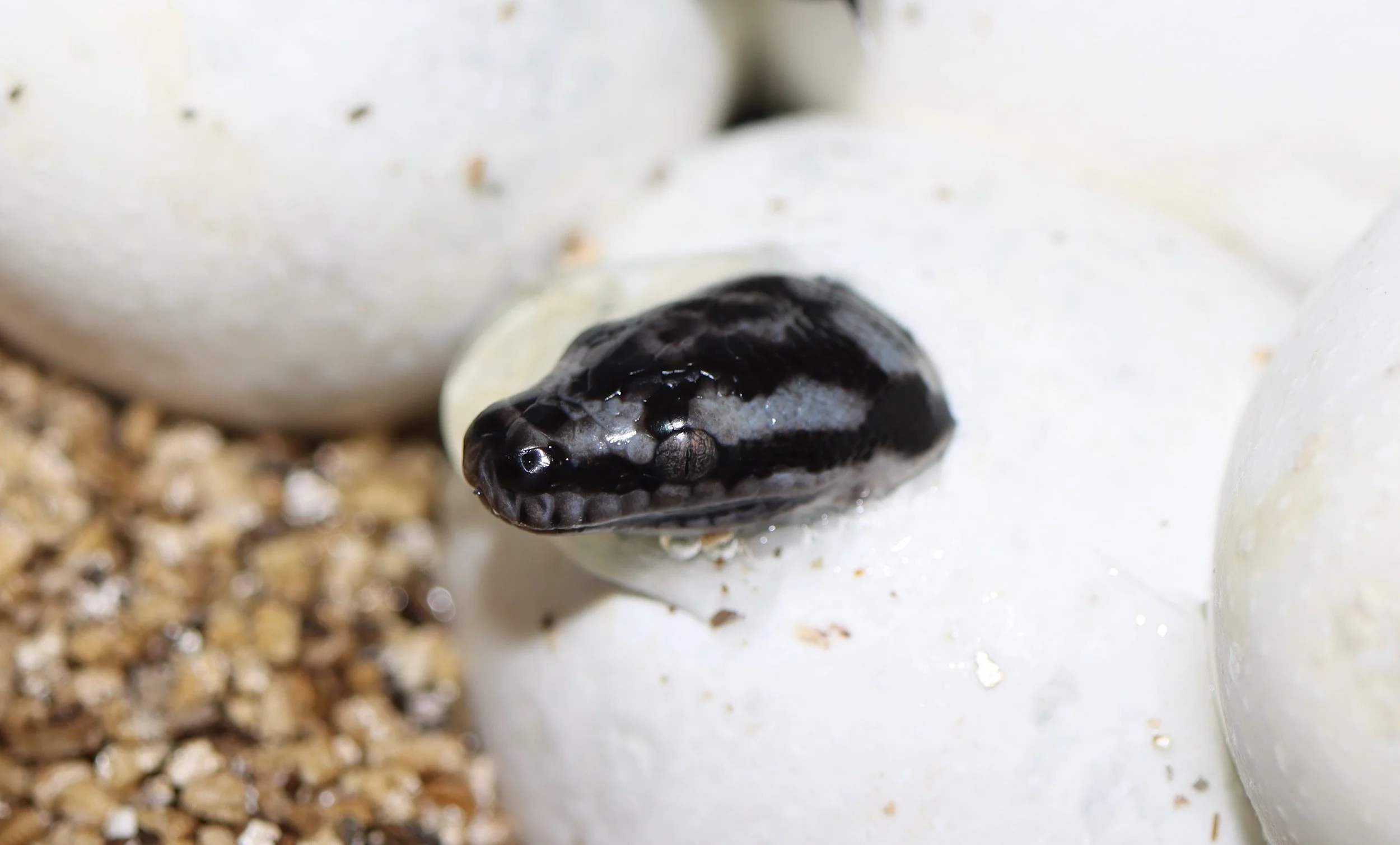 Inland Carpet Python — Molecular Reptile