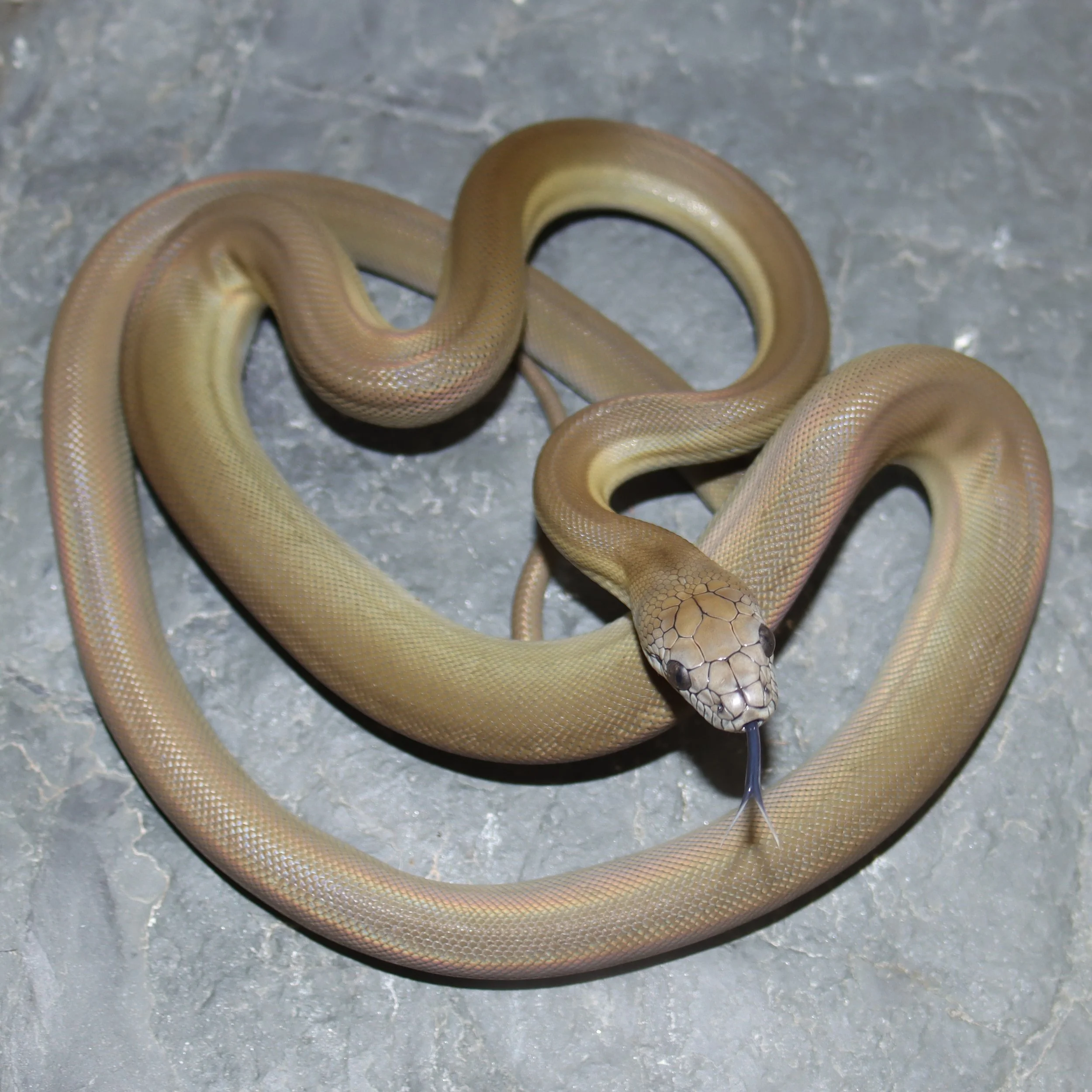Papuan Python Range Papuan Python — Molecular Reptile
