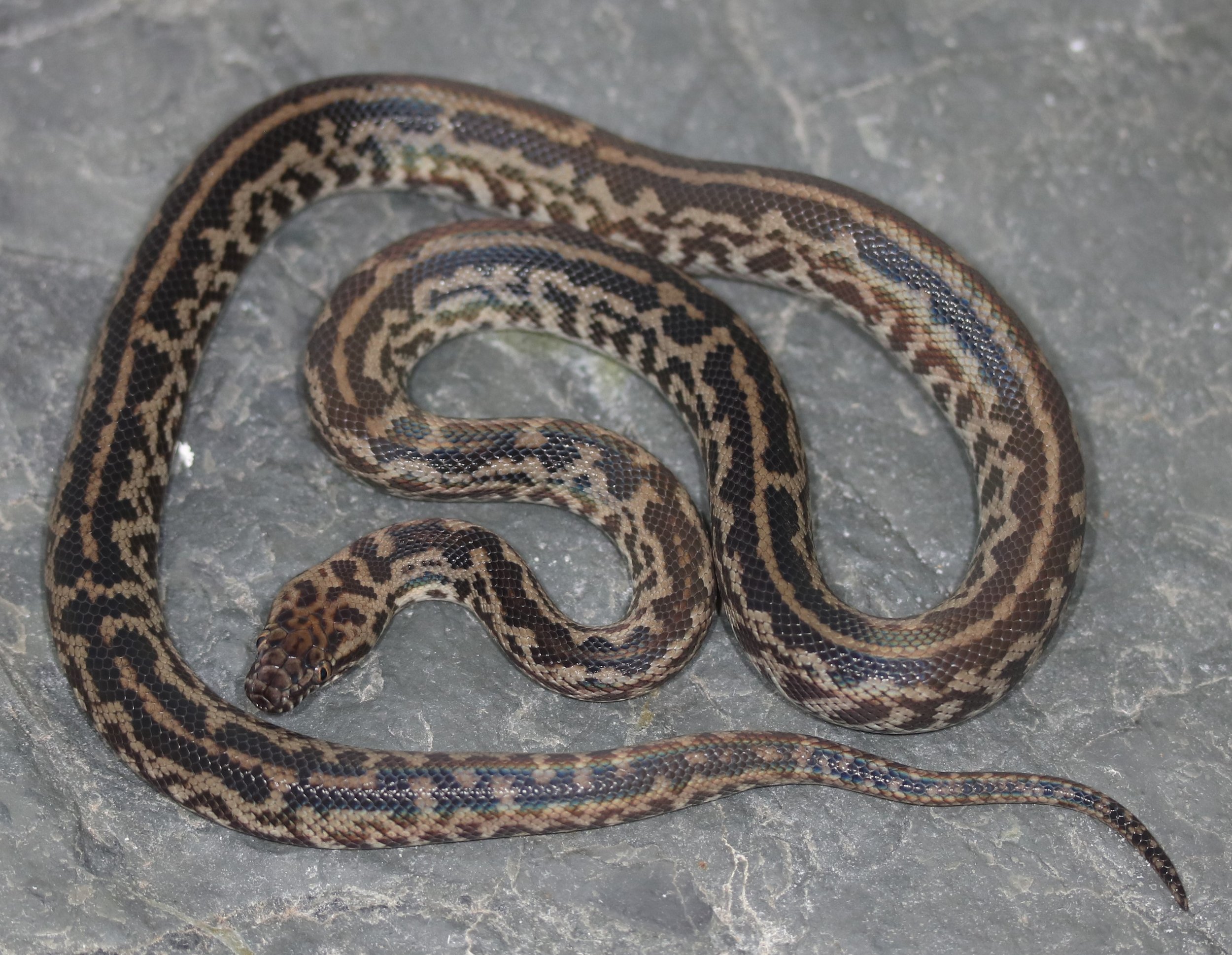 Peninsula Spotted Python Spotted Python — Molecular Reptile