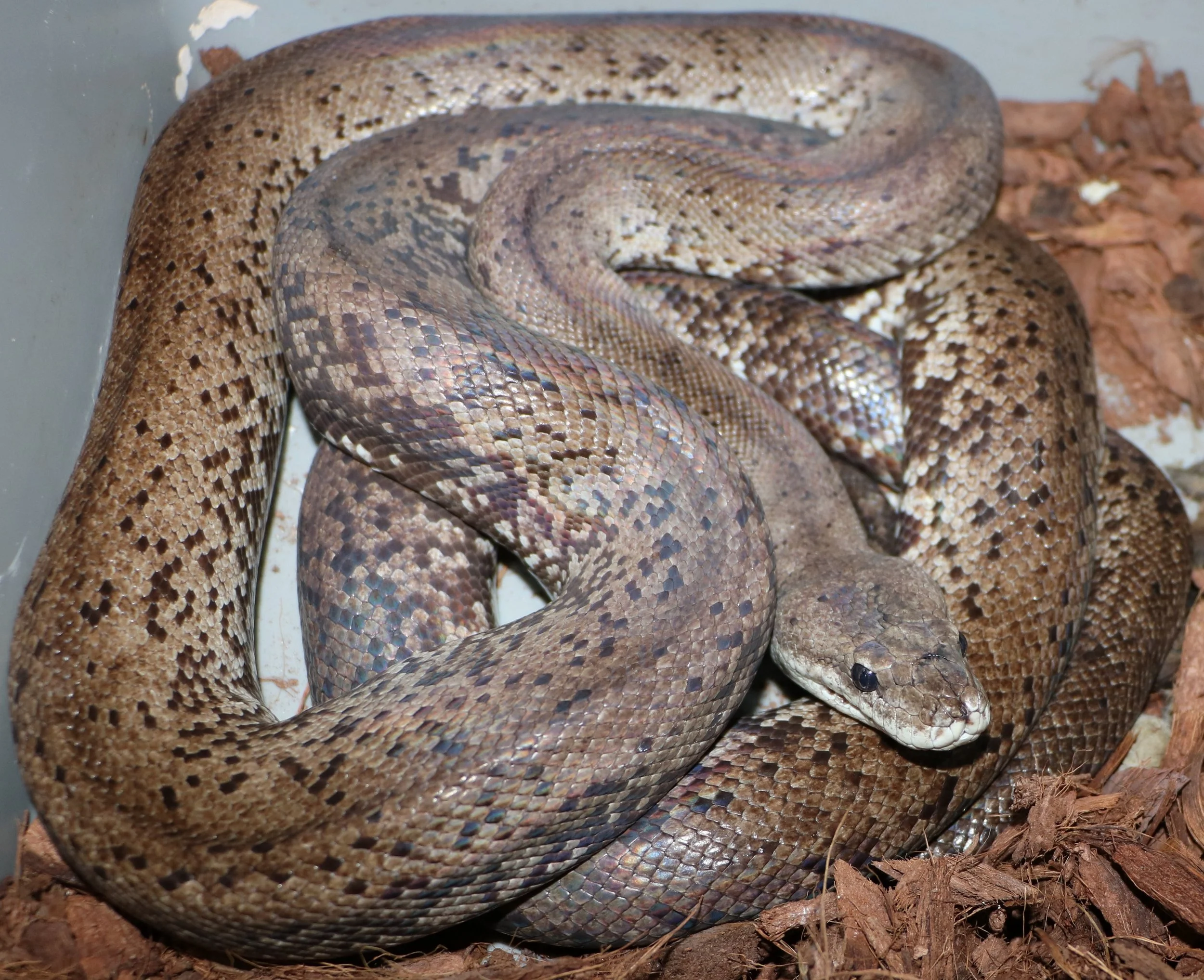 Wetar Island Python — Molecular Reptile