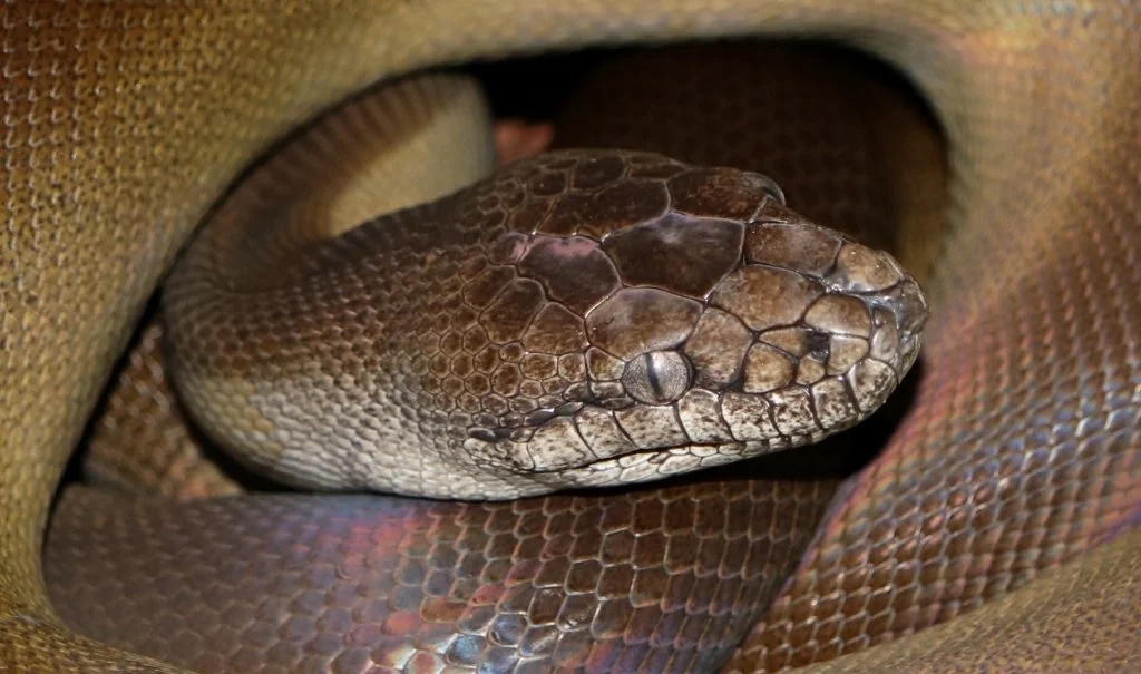 Papuan Python Range Papuan Python — Molecular Reptile