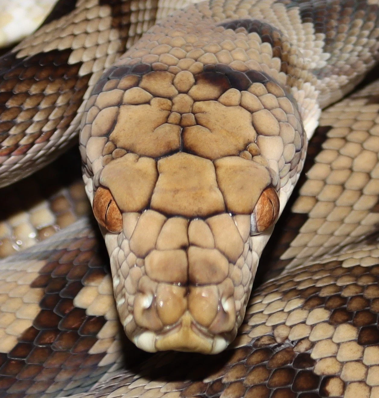 Bolenz Python Halmahera Island Python — Molecular Reptile
