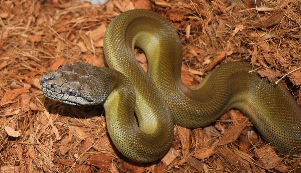 Papuan Python Range Papuan Python — Molecular Reptile