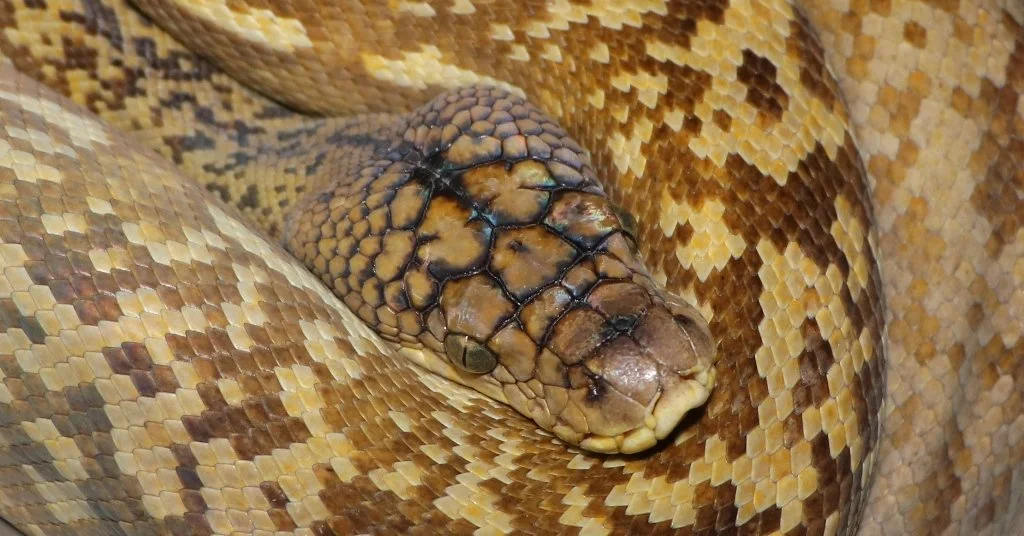 Archive Collection — Molecular Reptile