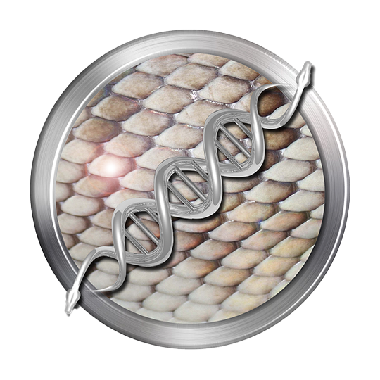 Halmahera Island Python