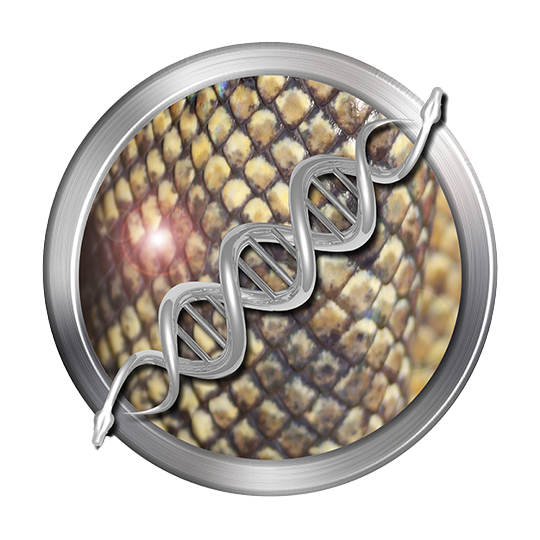 Black Tailed Tree Boa