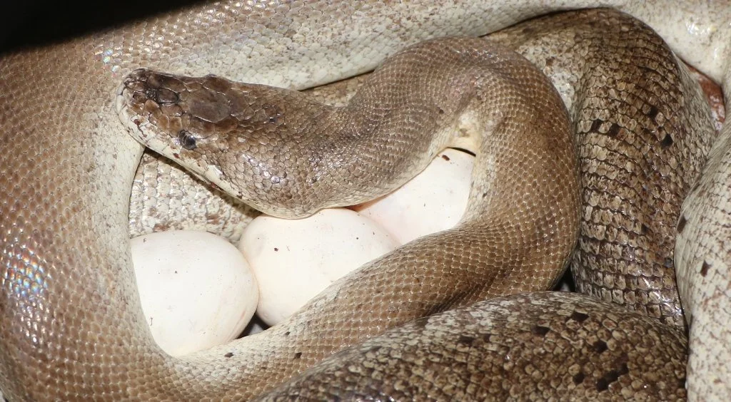Wetar Island Python — Molecular Reptile