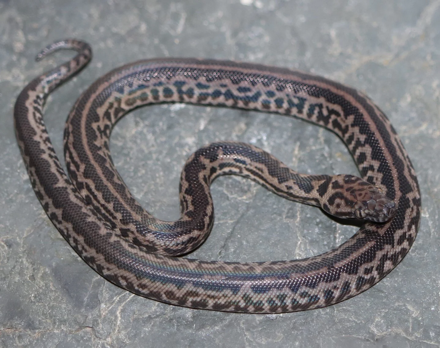 Spotted Python — Molecular Reptile