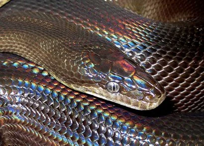 Water Python — Molecular Reptile