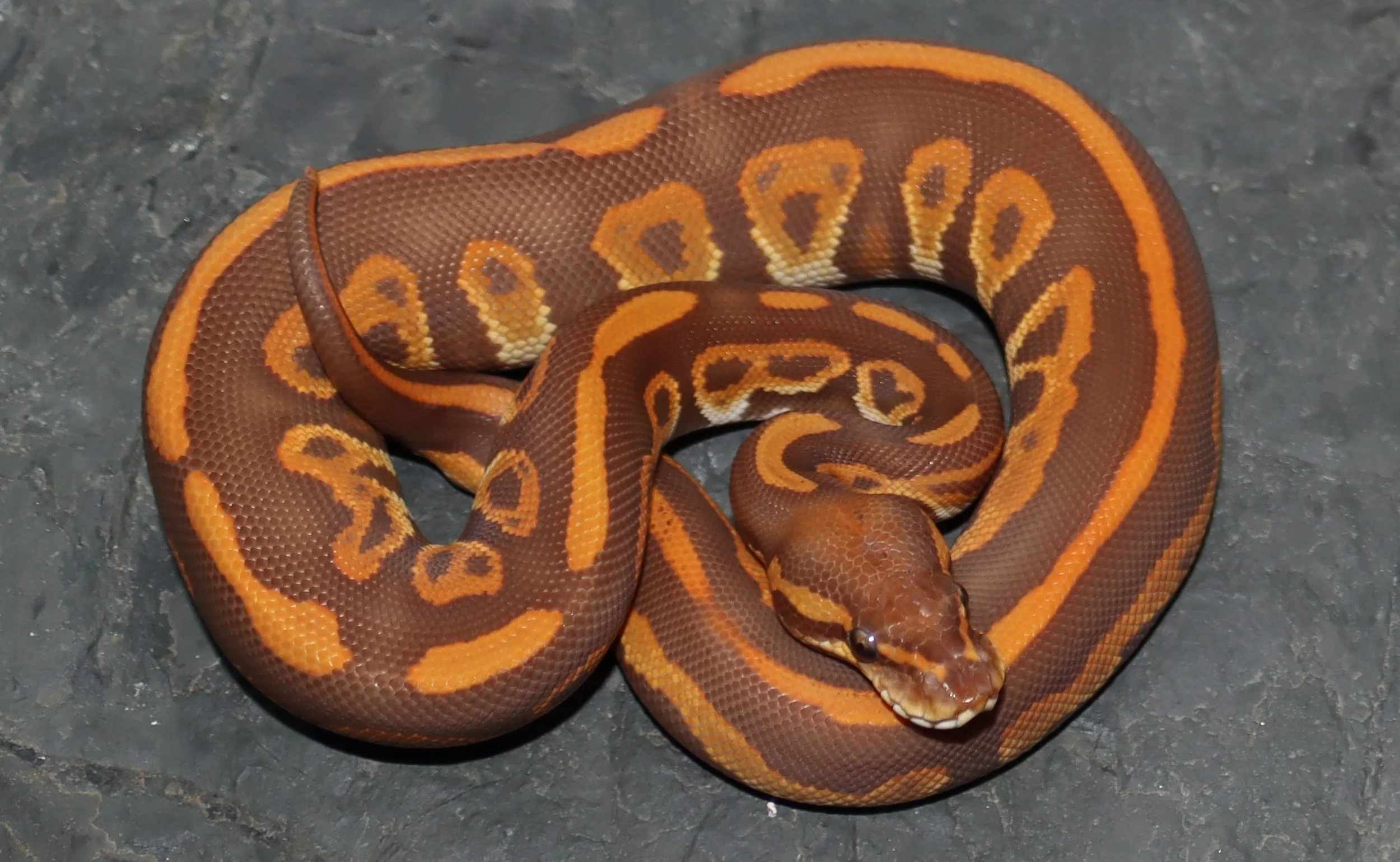 Ball Python — Molecular Reptile