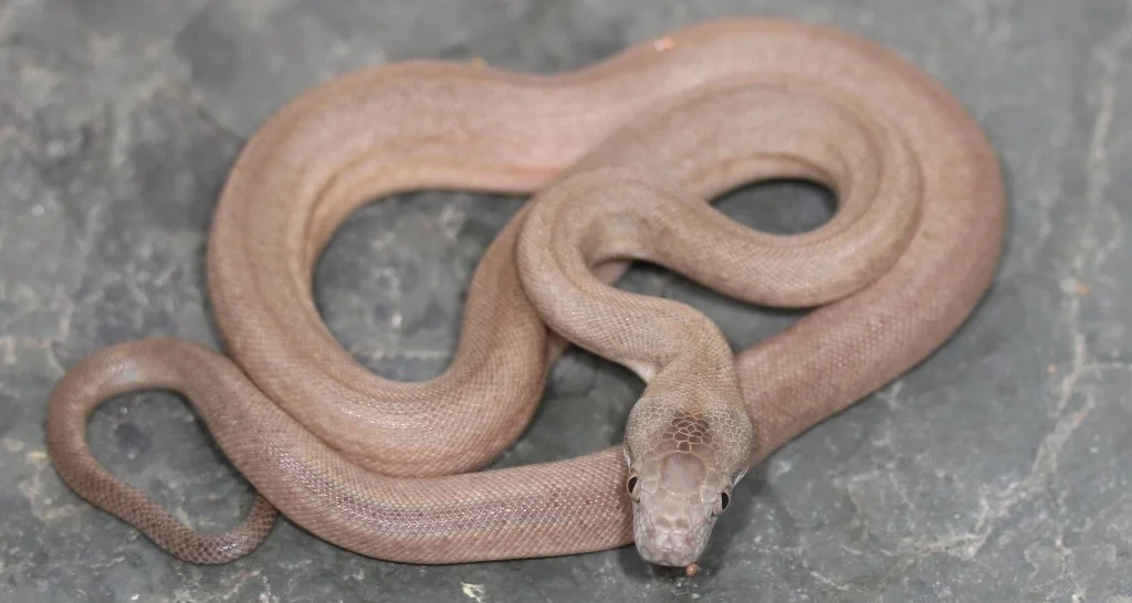 Wetar Island Python — Molecular Reptile