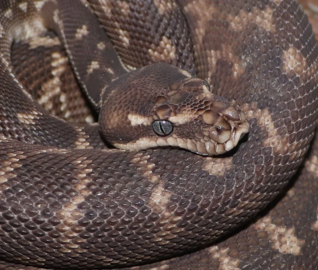 Rough Scaled Python — Molecular Reptile