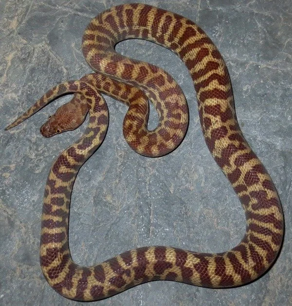 Snake2 (1).jpg