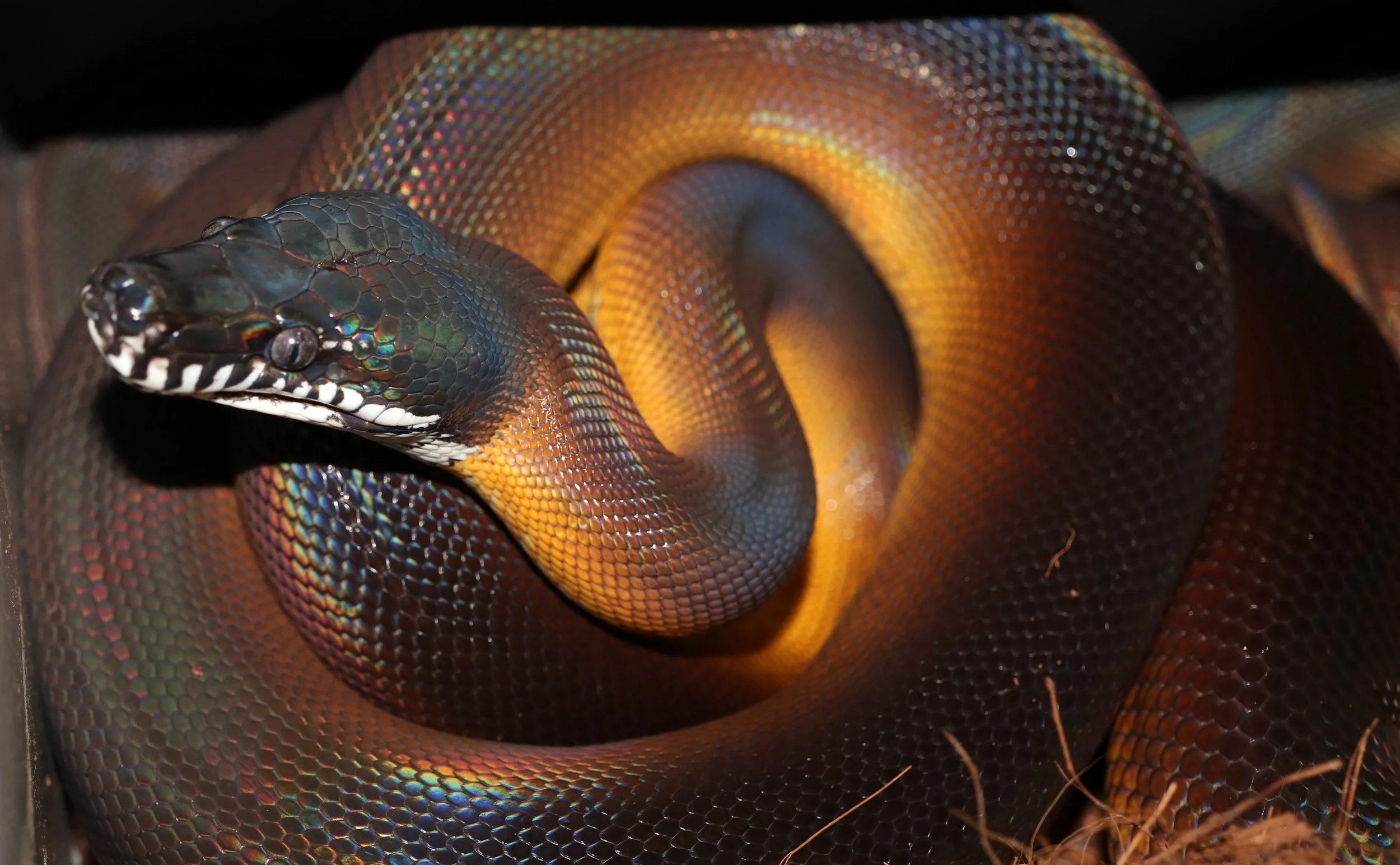 Archive Collection — Molecular Reptile