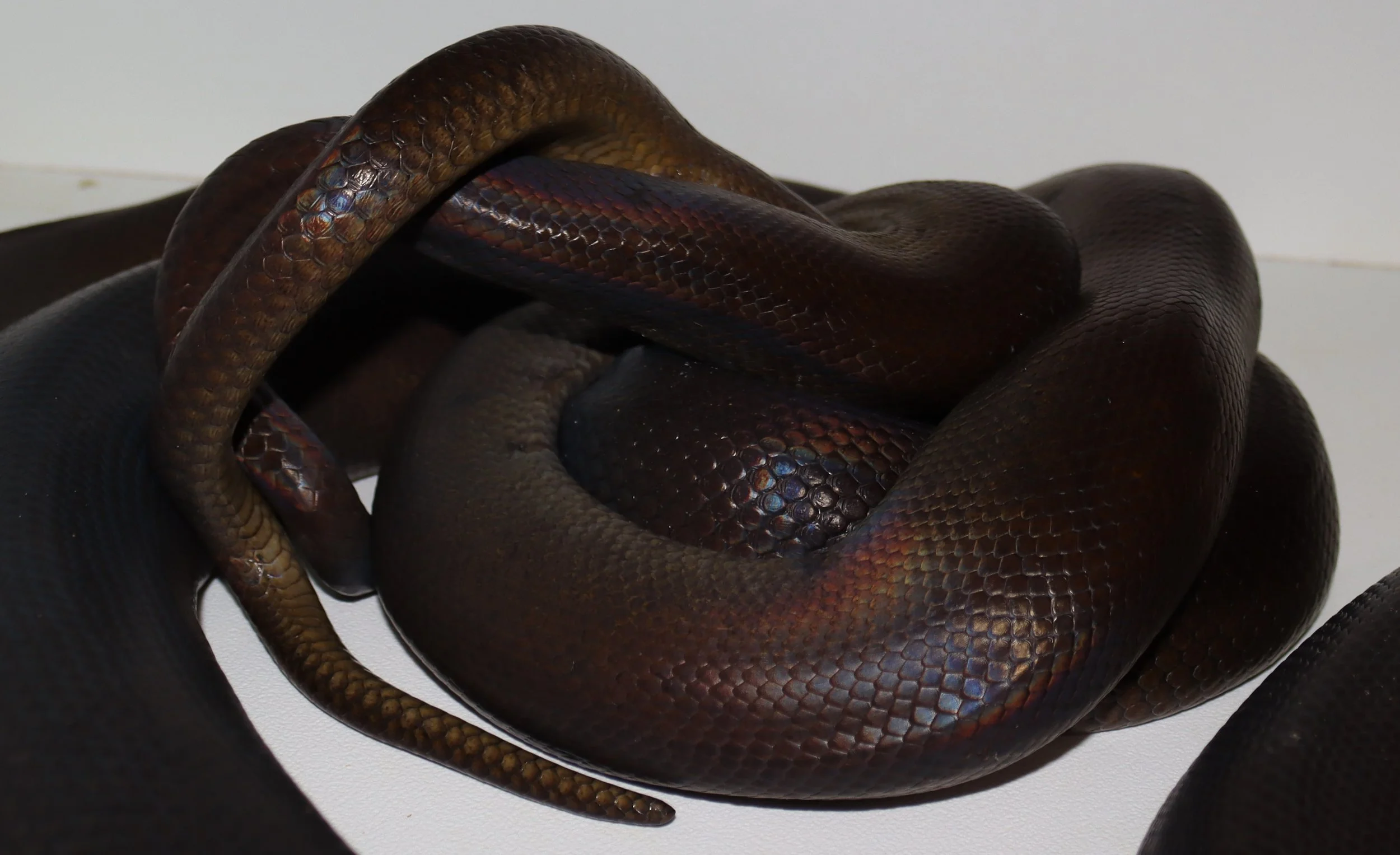 Papuan Python — Molecular Reptile