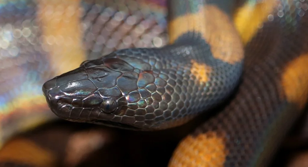 Ringed Python — Molecular Reptile