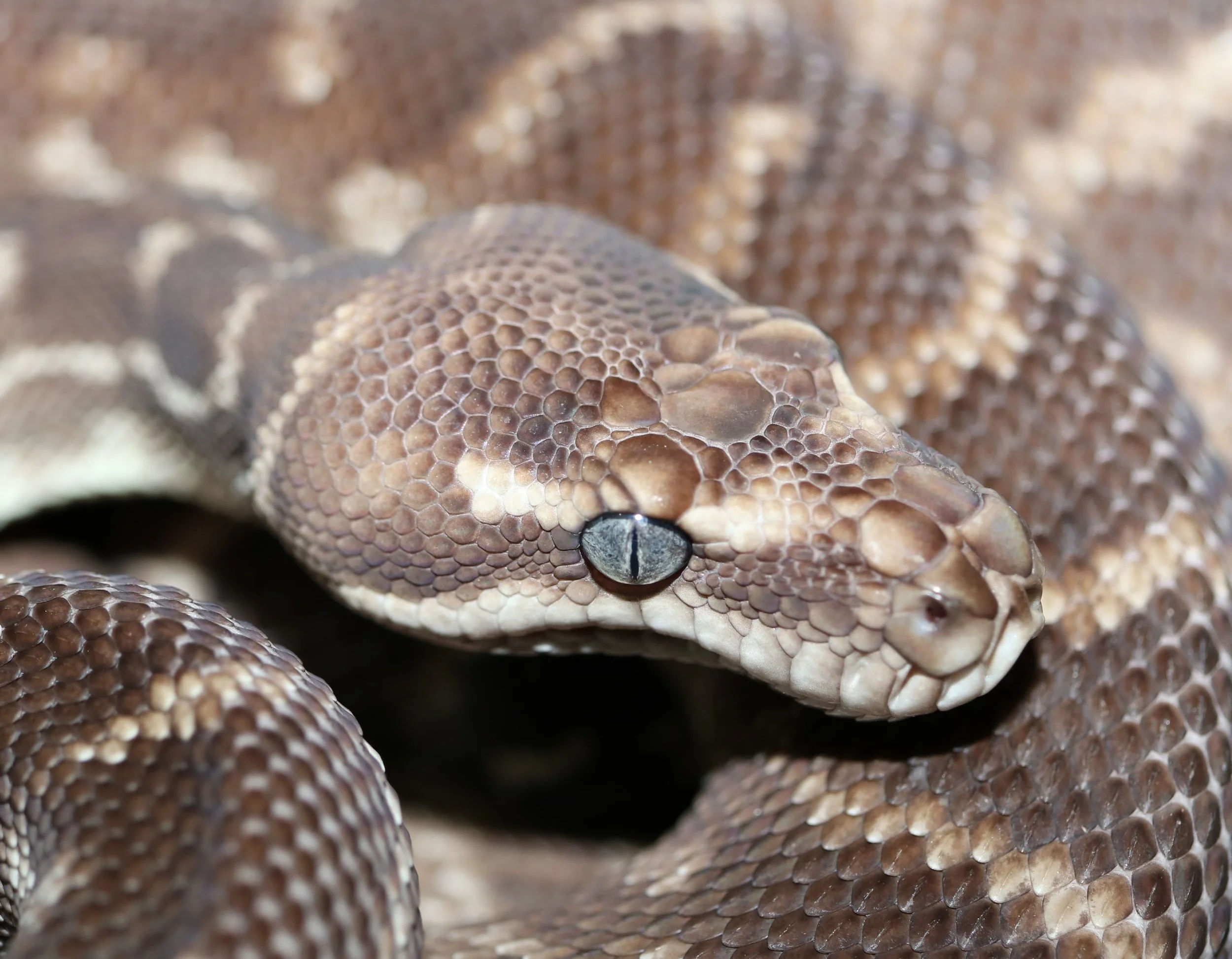 Rough Scaled Python — Molecular Reptile
