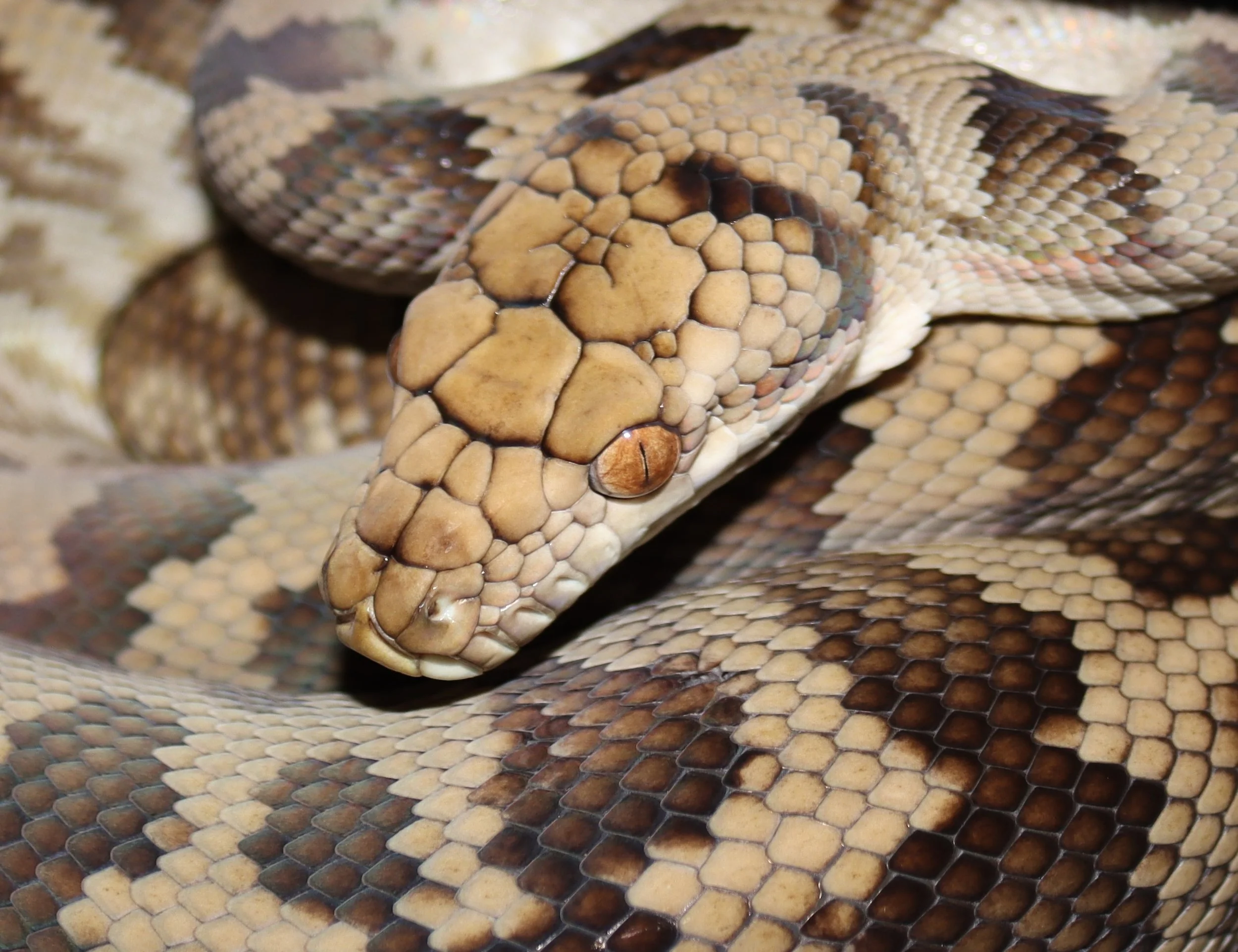 Bolenz Python Halmahera Island Python — Molecular Reptile