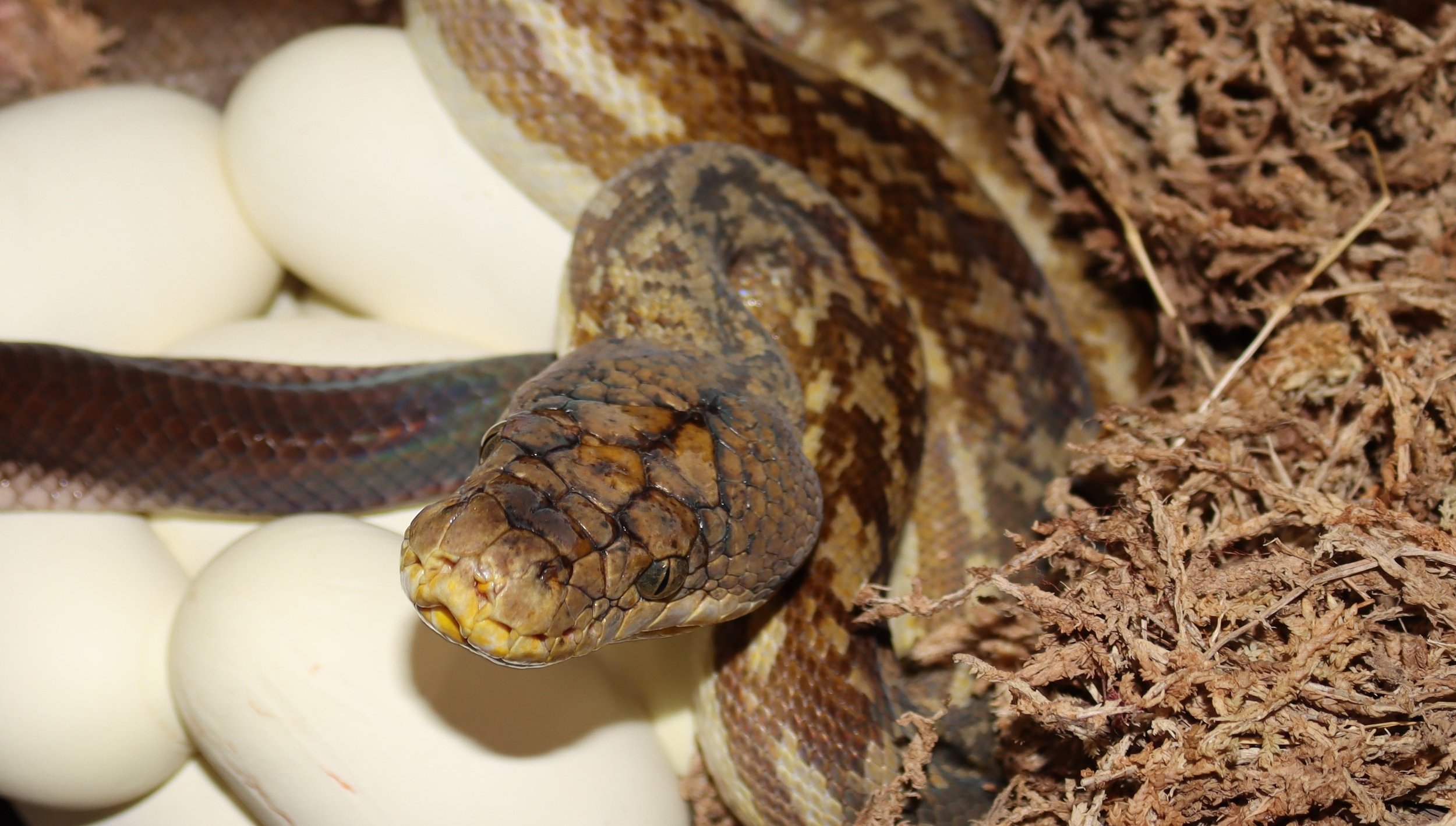 Archive Collection — Molecular Reptile