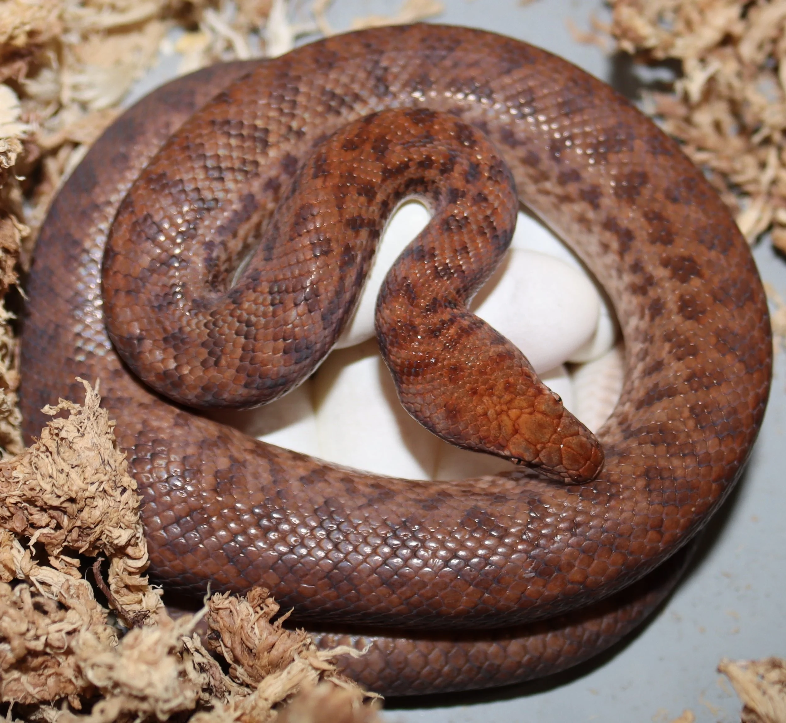 2023 Pygmy Clutch.jpg