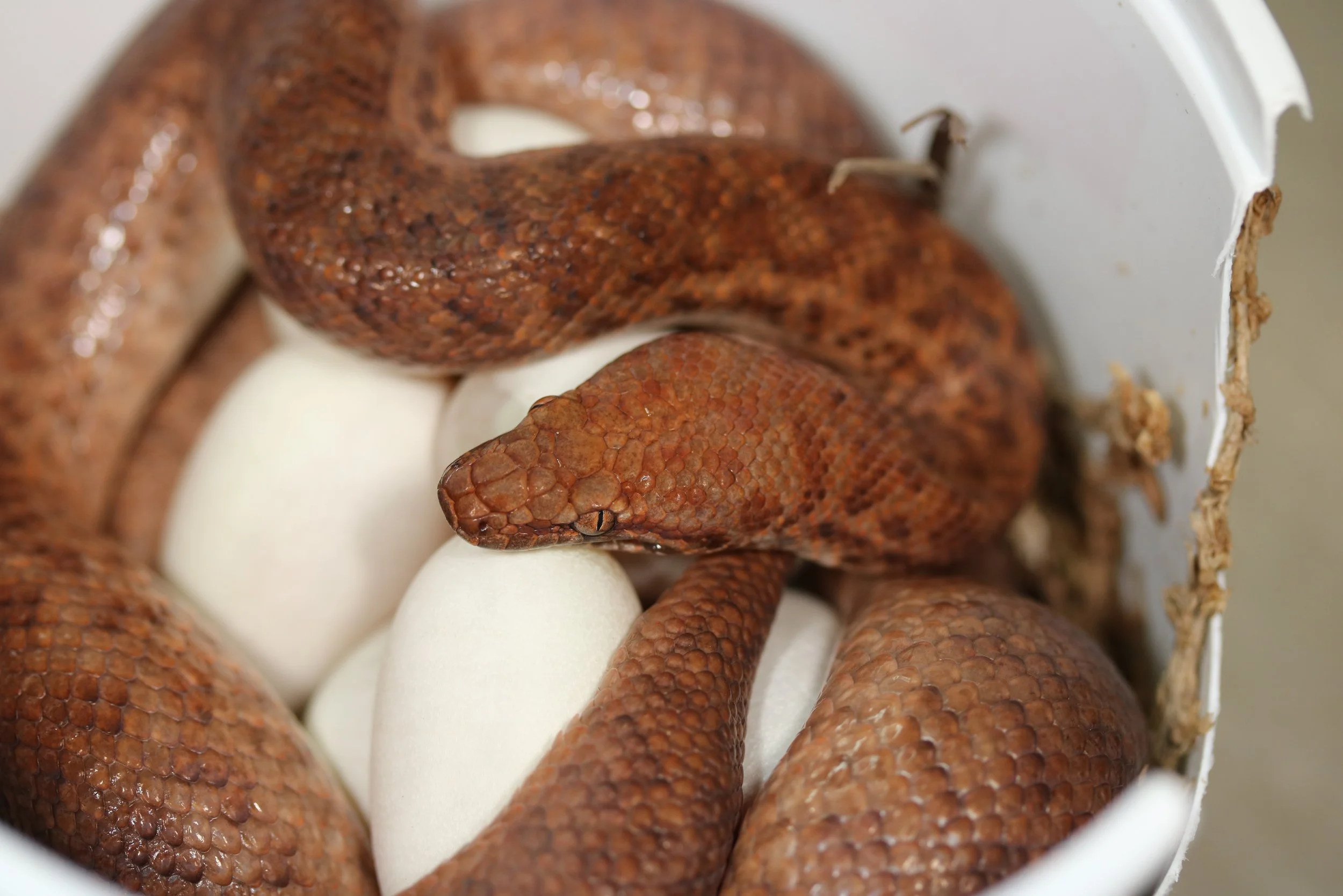 2018 Pygmy Clutch.jpg