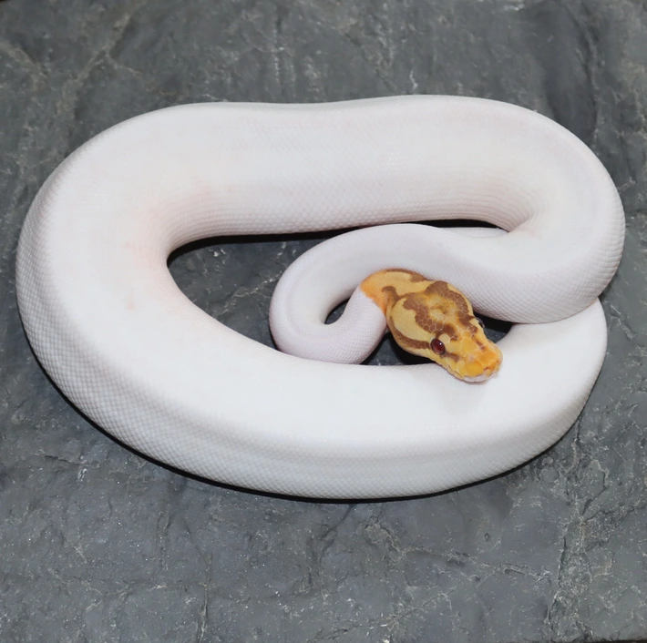 Spotnose Ultramel Pied 2.png