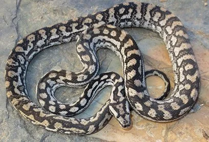 Inland Carpet Python — Molecular Reptile