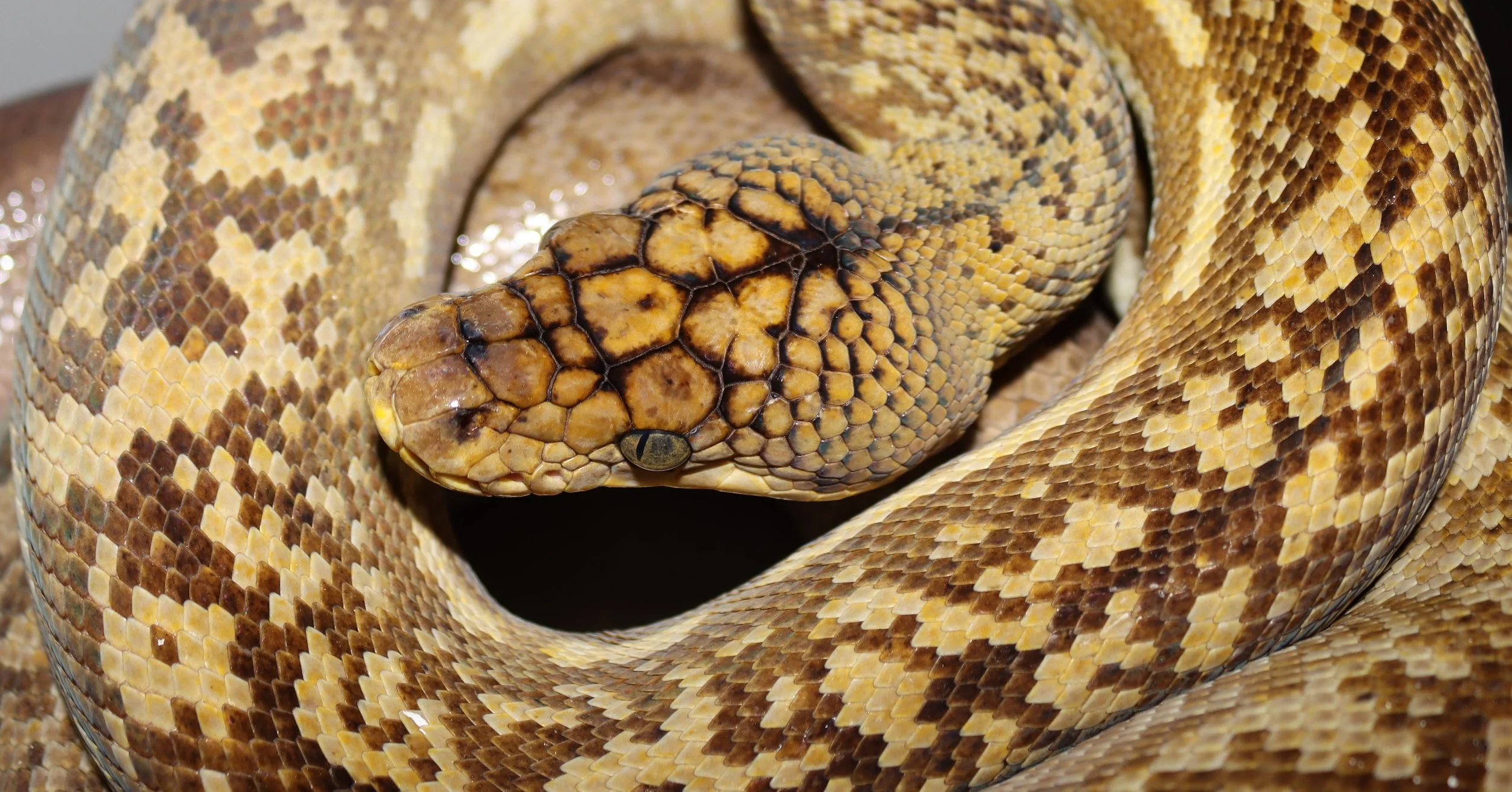 Archive Collection — Molecular Reptile