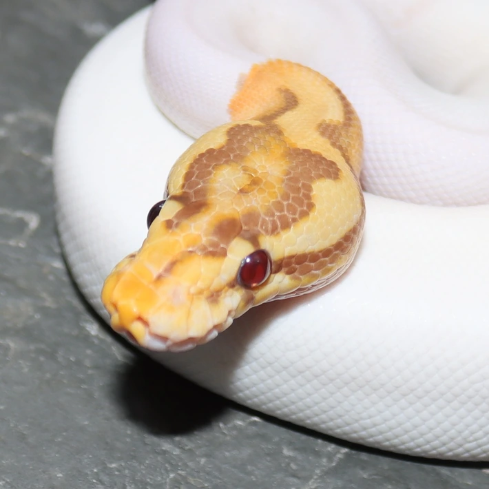 Spotnose Ultramel Pied