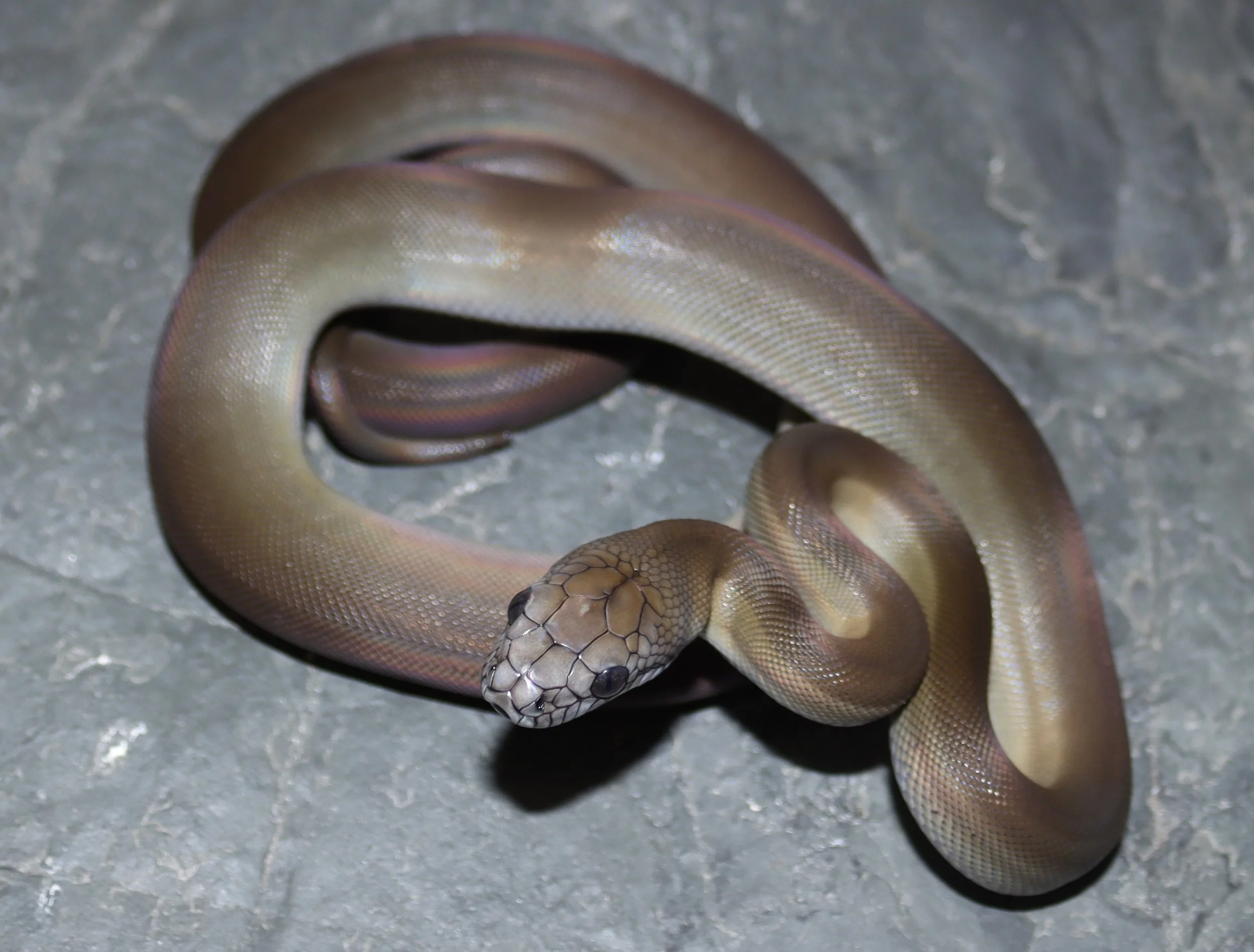 Papuan Python — Molecular Reptile