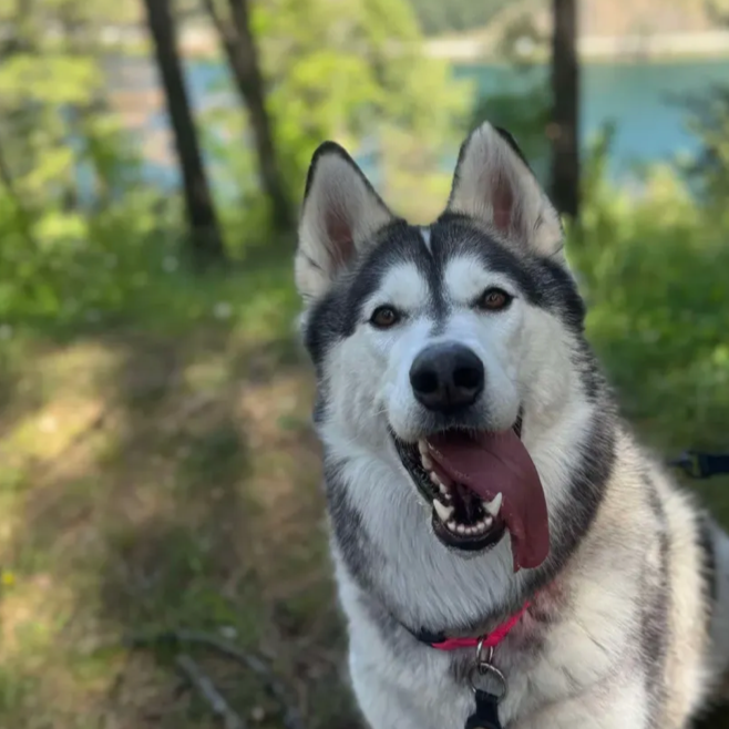 Husky outside
