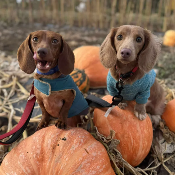 Dachshunds with pumpkins