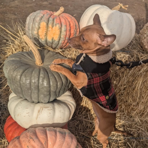Chihuahua with pumpkins