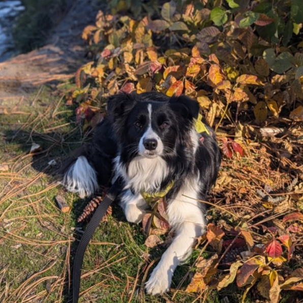 Collie in leaves